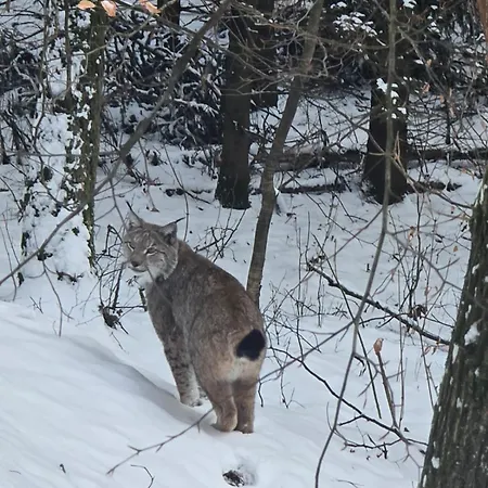 Pod Sosnami Czarne Wielkie